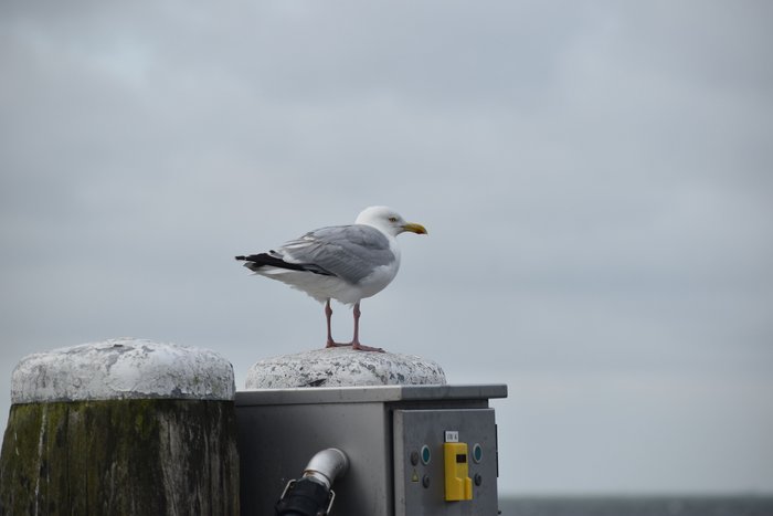 DSC_0207.JPG